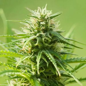 Ak 47