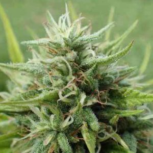 Amnesia Hy Pro