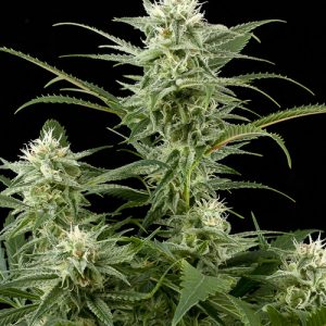 Amnesia OG