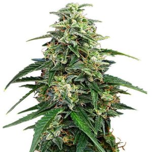 Amnesia * Widow