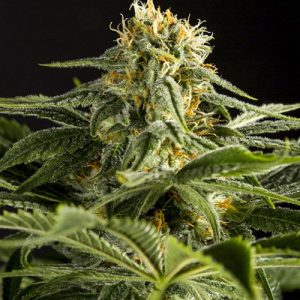 Aura Hash
