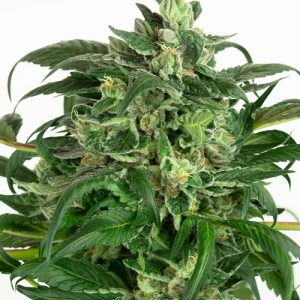 Banana Kush