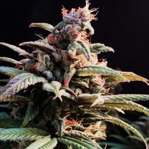 Blueberry Cheesecake