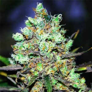 Candy kush