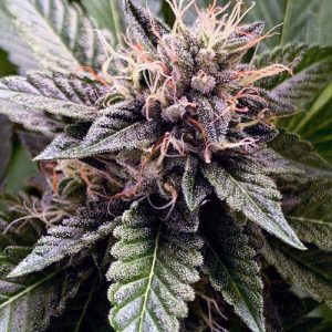 Cheese Train Haze