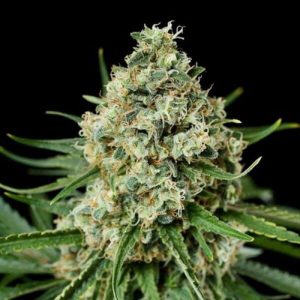 Critical +