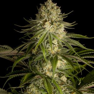 Critical Kush
