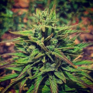 Fruit CBG
