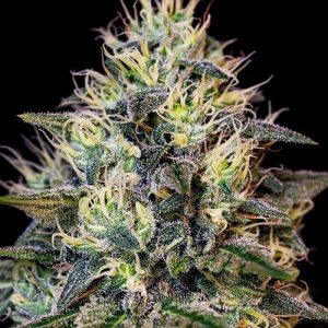 Gelato
